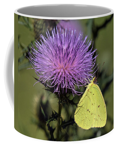 Marsh Coffee Mug featuring the photograph Cloudless Sulphur Butterfly DIN159 by Gerry Gantt