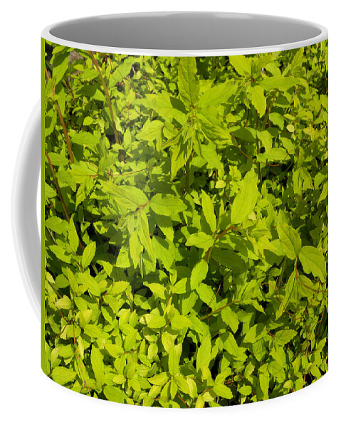 Light Green Coffee Mug featuring the photograph Clusters Of Leaves by Kim Galluzzo Wozniak