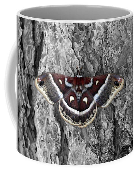 Mixed Media. Mixed Media Photography. Mixed Media Moth Photography. Moth Greeting Cards. Moth Photography. Mountain Moth Photography. Rocky Mountain Photography. Rocky Mountain Moths. Fine Art Moth Photography. Spring Time Moth Photograthy. Moth Photograph. Moth Pictures. Mountain Pinetrees. Elk. Deer. Coffee Mug featuring the photograph Colorful Moth by James Steele