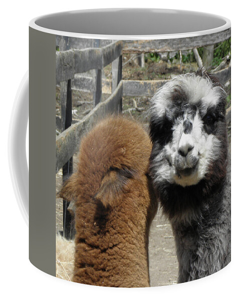 Alpaca Coffee Mug featuring the photograph Comfort by Kim Galluzzo Wozniak
