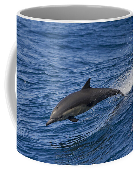 00429883 Coffee Mug featuring the photograph Common Dolphin Jumping Baja California by Suzi Eszterhas