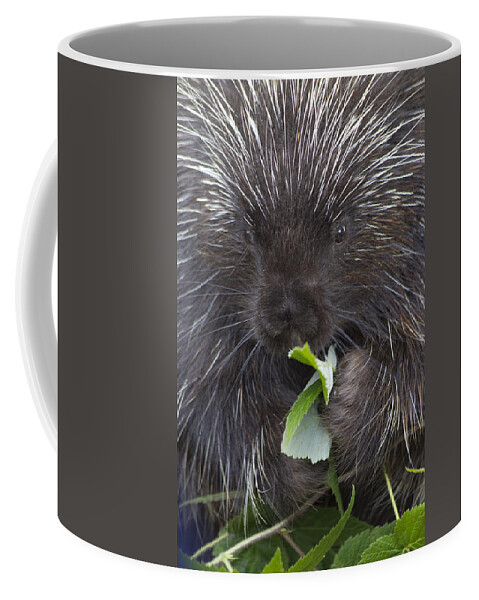 Mp Coffee Mug featuring the photograph Common Porcupine Erethizon Dorsatum by Matthias Breiter