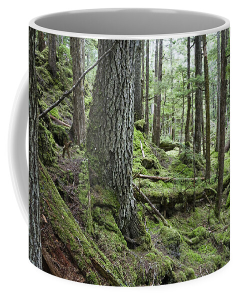 Mp Coffee Mug featuring the photograph Coniferous Forest, Inside Passage by Konrad Wothe