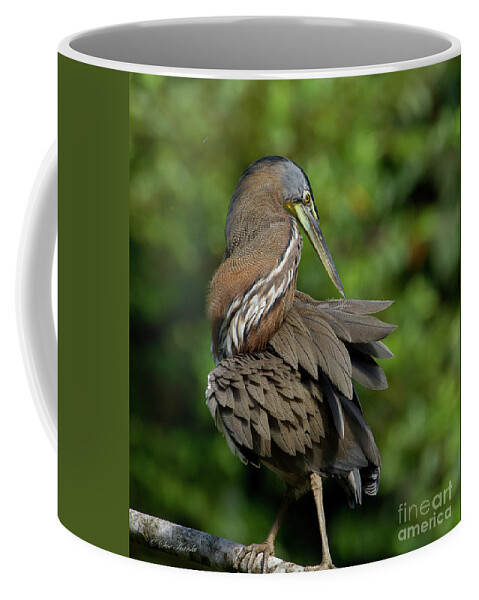 Birds Coffee Mug featuring the photograph Corkscrew Heron by Sue Karski
