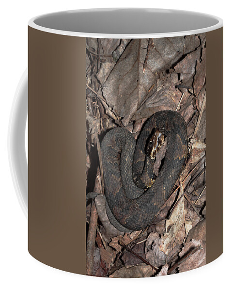Agkistrodon Piscivorus Coffee Mug featuring the photograph Cottonmouth by Daniel Reed