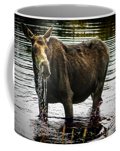 Moose Coffee Mug featuring the photograph Cow Moose by Robert Bales