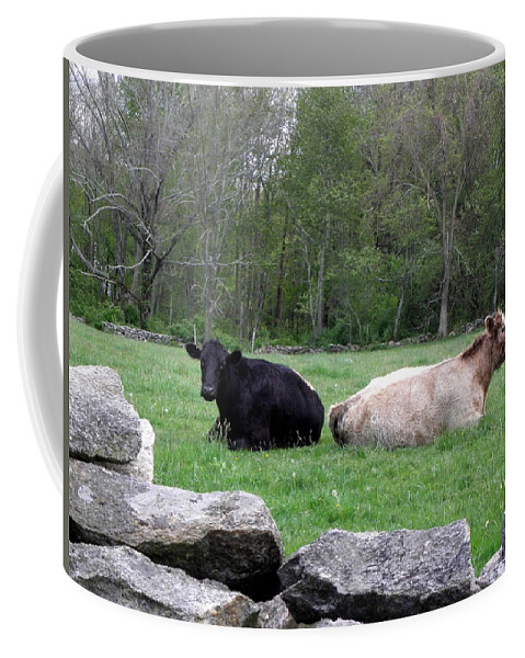 Cows Coffee Mug featuring the photograph Cows by Kim Galluzzo