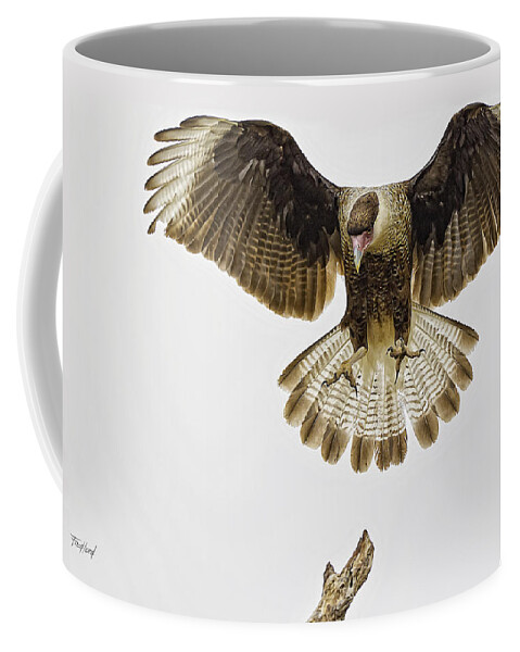 Crested Coffee Mug featuring the photograph Crested Caracara alighting. by Fred J Lord