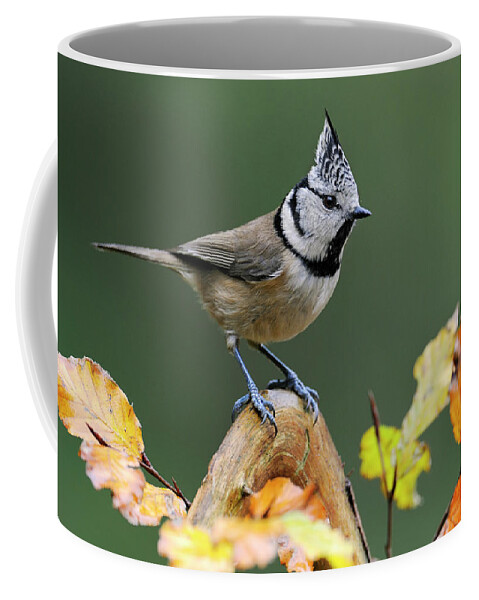 Fn Coffee Mug featuring the photograph Crested Tit Parus Cristatus, Veluwe by Do Van Dijck