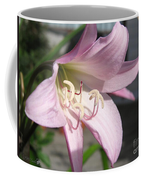Crinum Lily Coffee Mug featuring the photograph Crinum Lily named Powellii by J McCombie