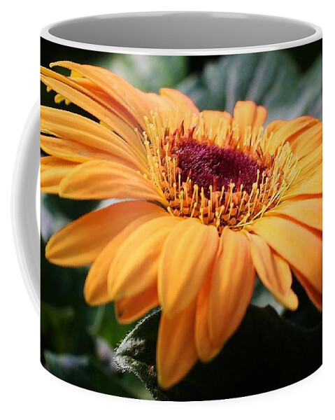 Flora Coffee Mug featuring the photograph Daisy Delight by Bruce Bley