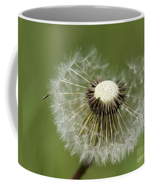 Dandelion Coffee Mug featuring the photograph Dandelion Half Gone by Teresa Zieba