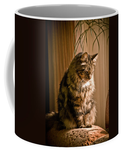 Cat Coffee Mug featuring the photograph Deep In Kitty Thought by Trish Tritz
