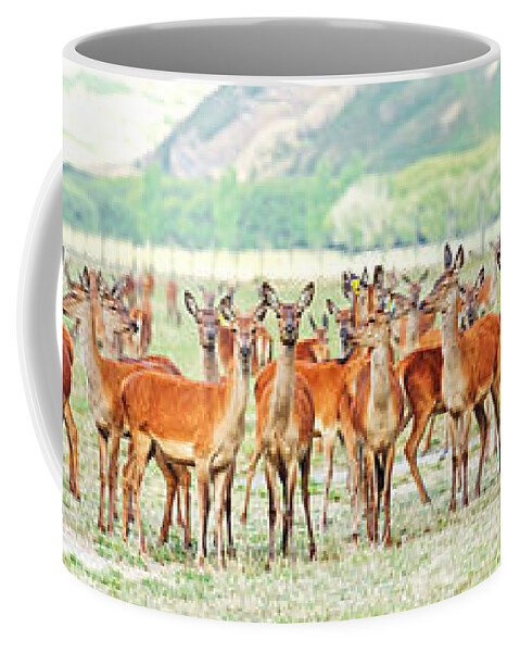 Deer Coffee Mug featuring the photograph Deers by MotHaiBaPhoto Prints