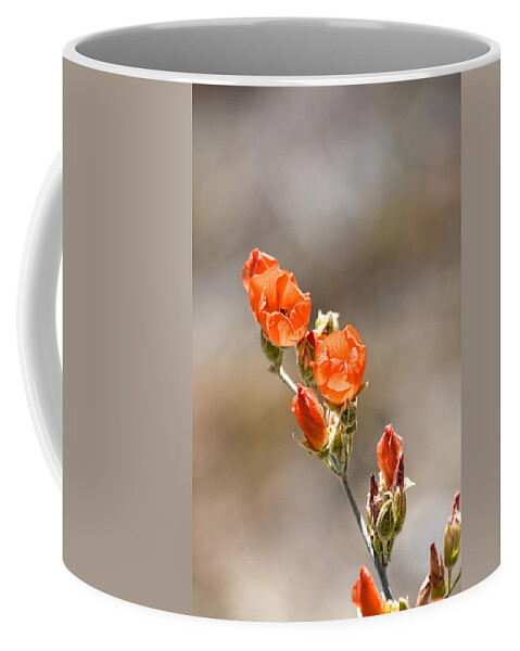 Agua Caliente Coffee Mug featuring the photograph Desert Apricot Mallow by Peter Tellone