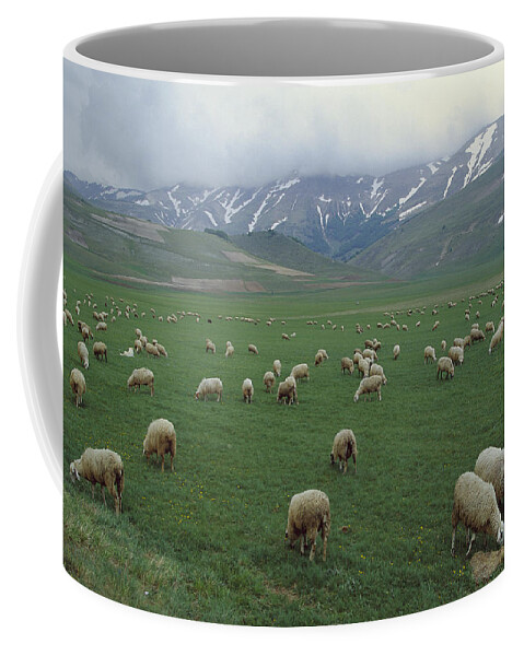 Mp Coffee Mug featuring the photograph Domestic Sheep Ovis Aries Flock Grazing by Konrad Wothe