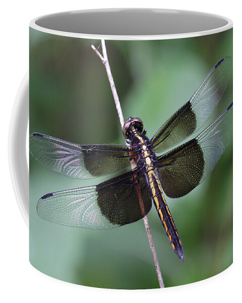Insect Coffee Mug featuring the photograph Dragonfly by Daniel Reed