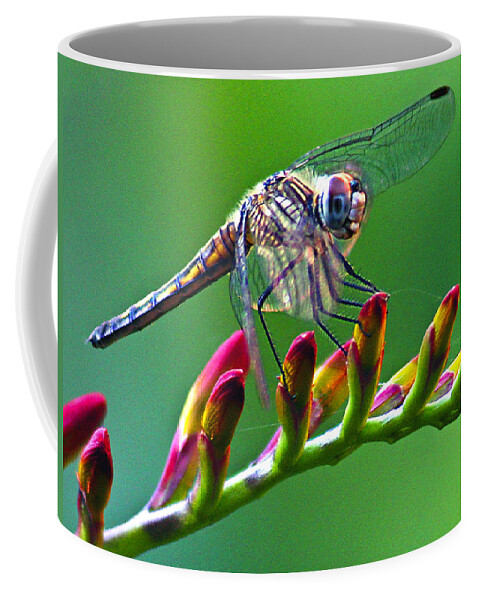 Animals Coffee Mug featuring the photograph Dragonfly by Jean Noren