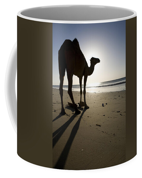 00481452 Coffee Mug featuring the photograph Dromedary Camel At Sunrise Hawf by Sebastian Kennerknecht