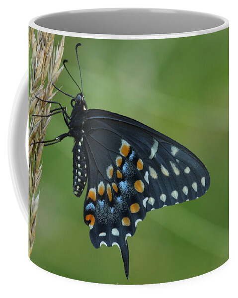 Papilio Polyxenes Coffee Mug featuring the photograph Eastern Black Swallowtail Butterfly by Daniel Reed