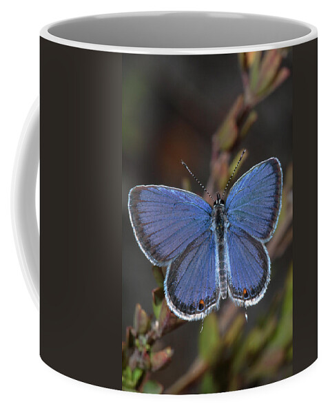 Eastern Tailed Blue Coffee Mug featuring the photograph Eastern Tailed Blue Butterfly by Daniel Reed