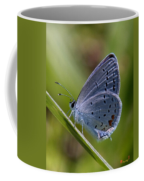 Spring Coffee Mug featuring the photograph Eastern Tailed-Blue Butterfly DIN045 by Gerry Gantt