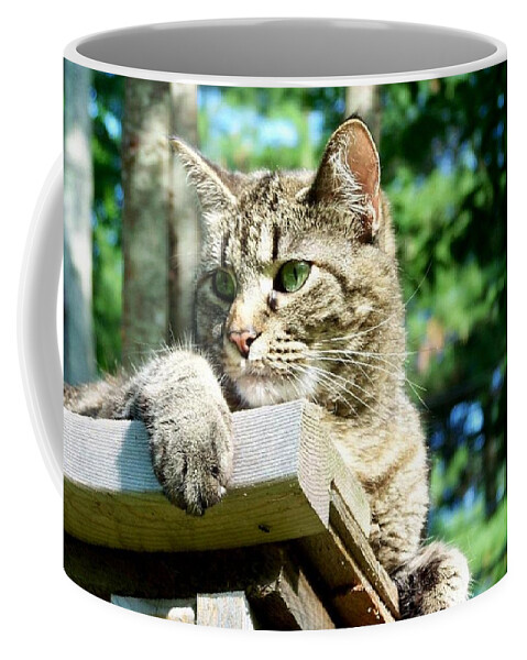 Cat Coffee Mug featuring the photograph Echoe 1 by Kim Galluzzo