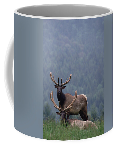 Mp Coffee Mug featuring the photograph Elk Cervus Elaphus Pair, One Resting by Gerry Ellis