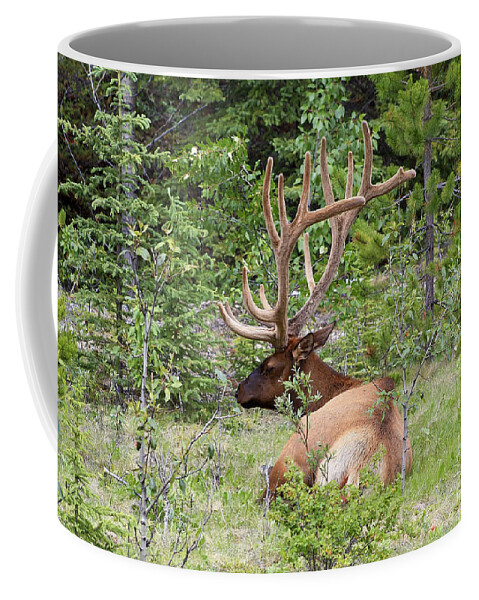 Animal Coffee Mug featuring the photograph Elk in Jasper National Park by Teresa Zieba