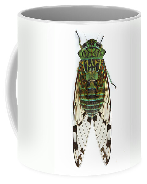 00478966 Coffee Mug featuring the photograph Emerald Cicada by Piotr Naskrecki