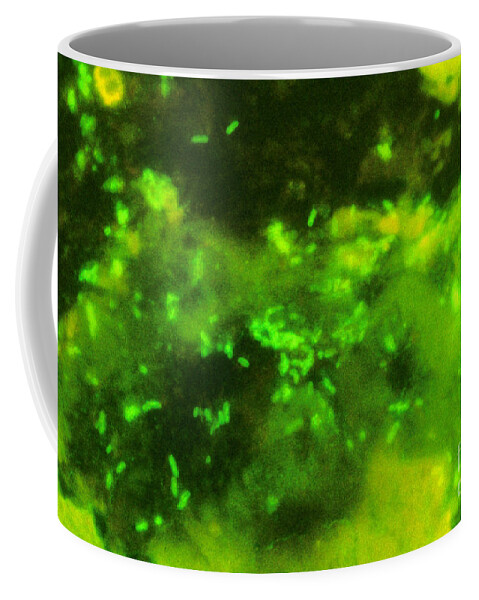 Science Coffee Mug featuring the photograph Escherichia Coli, Dfa Stain by Science Source