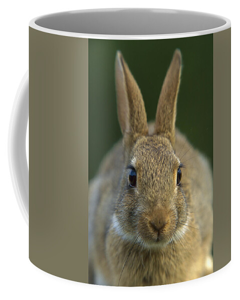 Mp Coffee Mug featuring the photograph European Rabbit Oryctolagus Cuniculus by Cyril Ruoso