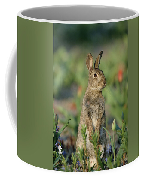 Mp Coffee Mug featuring the photograph European Rabbit Oryctolagus Cuniculus by Konrad Wothe