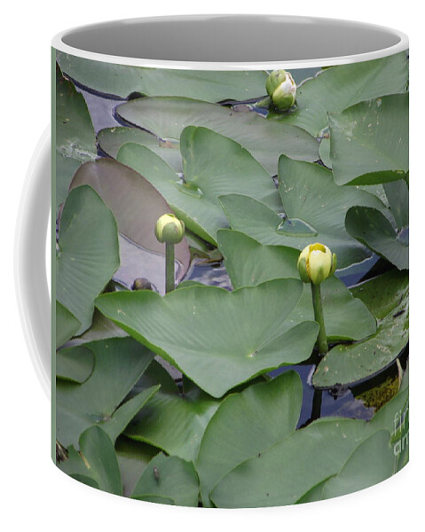 Lily Pad Coffee Mug featuring the photograph Everglade Beauty by Michelle Welles