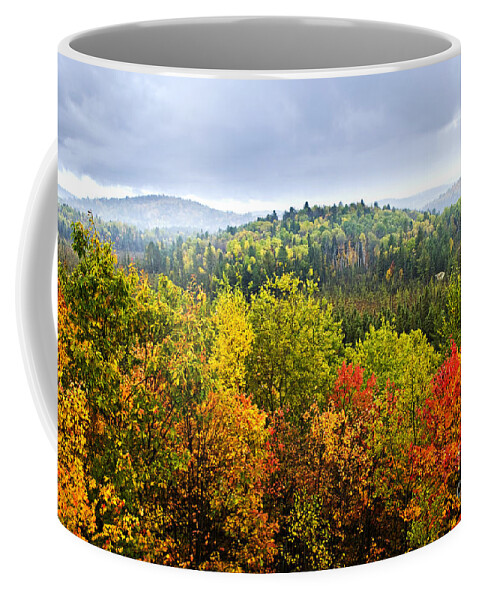 Autumn Coffee Mug featuring the photograph Fall forest on rainy day by Elena Elisseeva