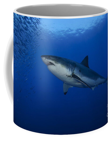 https://render.fineartamerica.com/images/rendered/default/frontright/mug/images-medium/female-great-white-with-remora-todd-winner.jpg?&targetx=149&targety=0&imagewidth=501&imageheight=333&modelwidth=800&modelheight=333&backgroundcolor=042259&orientation=0&producttype=coffeemug-11