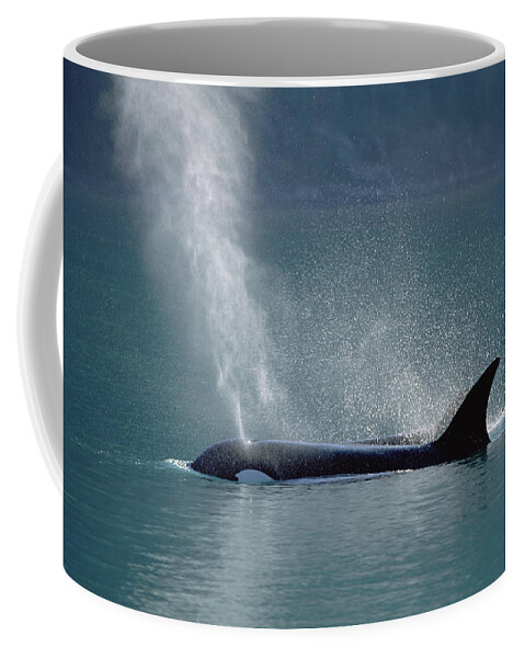 00196760 Coffee Mug featuring the photograph Female Orca Spouting Alaska by Konrad Wothe