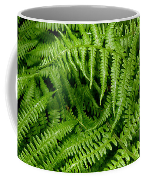 Ferns Coffee Mug featuring the photograph Ferns by Kim Galluzzo Wozniak
