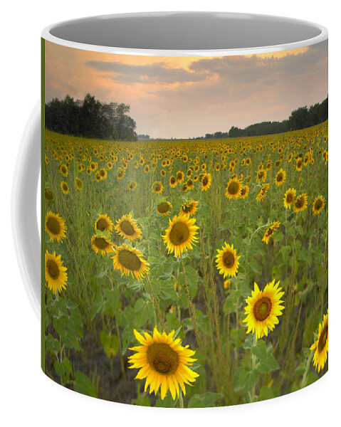 00175612 Coffee Mug featuring the photograph Field Of Sunflowers Flint Hills by Tim Fitzharris