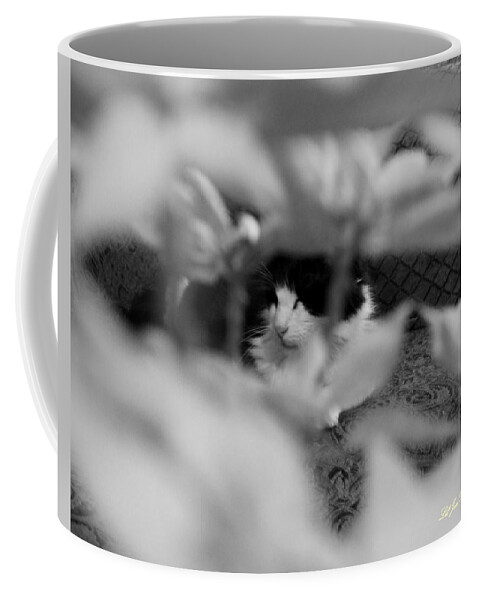 Cat Coffee Mug featuring the photograph Find The Kitty by Jeanette C Landstrom