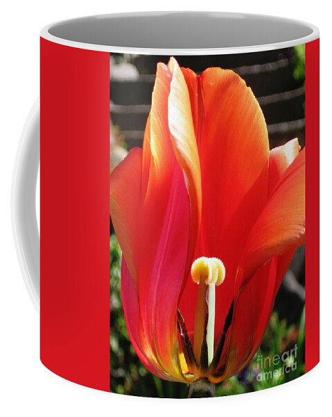 Tulip Coffee Mug featuring the photograph Flame by Rory Siegel