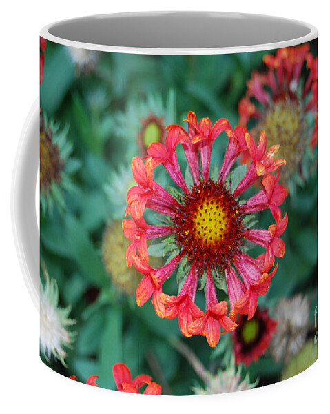 Flower Coffee Mug featuring the photograph Flower of Flowers by Grace Grogan