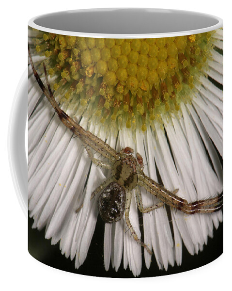 Nature Coffee Mug featuring the photograph Flower Spider On Fleabane by Daniel Reed