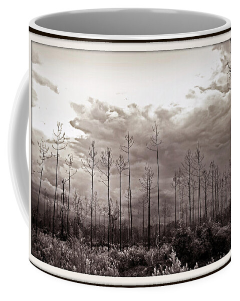 Tree Coffee Mug featuring the photograph Forest Regrowth by Farol Tomson