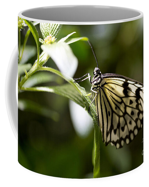 Butterfly Coffee Mug featuring the photograph Fred by Leslie Leda