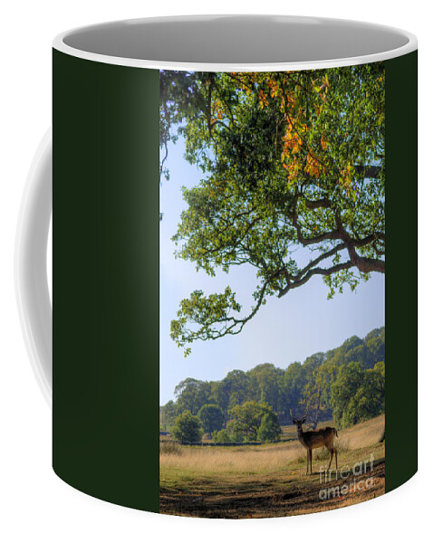 Fallow Deer Coffee Mug featuring the photograph From A Distance by Yhun Suarez