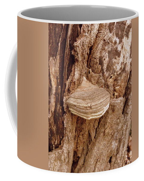 Fungi Coffee Mug featuring the photograph Fungi by Kim Galluzzo Wozniak