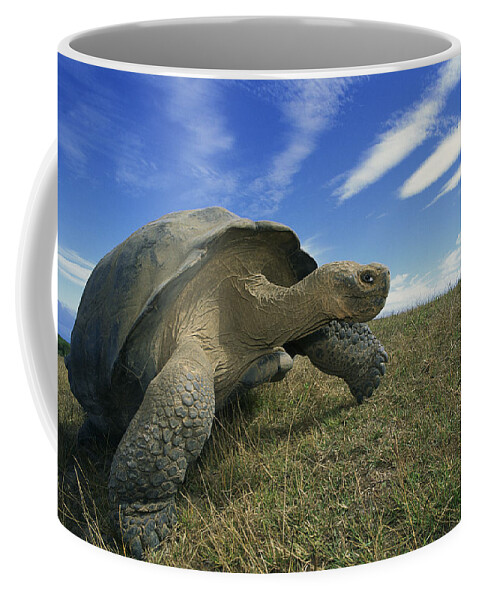 Mp Coffee Mug featuring the photograph Galapagos Giant Tortoise Geochelone by Tui De Roy