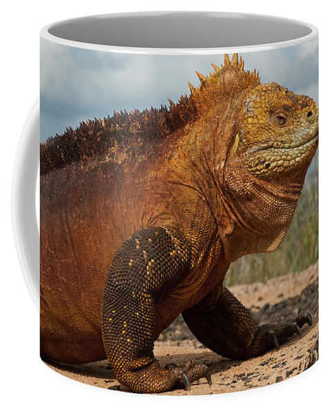 Mp Coffee Mug featuring the photograph Galapagos Land Iguana by Pete Oxford