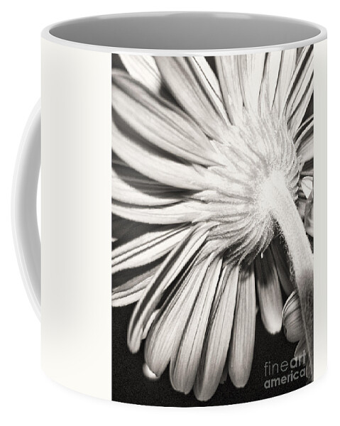 Gerber Coffee Mug featuring the photograph Gerber View Point 2 by Traci Cottingham